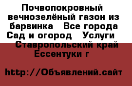 Почвопокровный, вечнозелёный газон из барвинка - Все города Сад и огород » Услуги   . Ставропольский край,Ессентуки г.